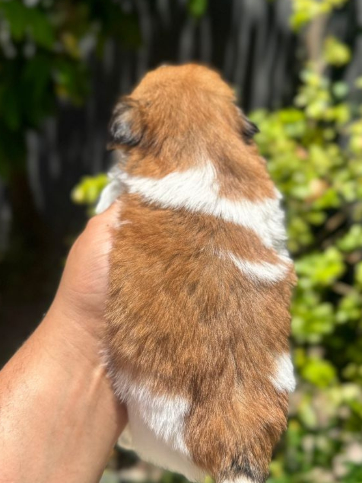 Shi Tzu